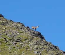  Un visiteur curieux