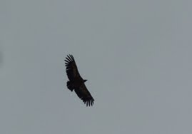  Un vautour