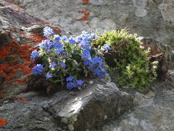  Ces petits jardins naturels nous emerveillent